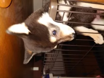 オムらいす 様のお迎えした子犬