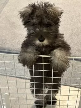 N.S 様のお迎えした子犬