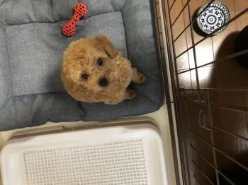 ここ 様のお迎えした子犬