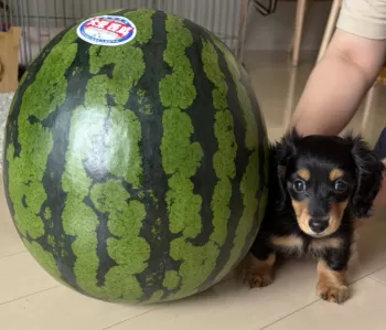 N.Y 様のお迎えした子犬