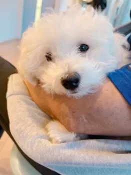 E.K 様のお迎えした子犬