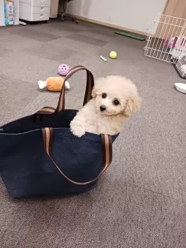 みーすけ 様のお迎えした子犬