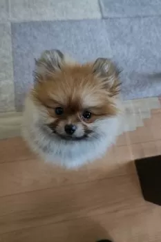 K.H 様のお迎えした子犬