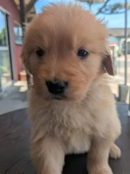 T.H 様のお迎えした子犬