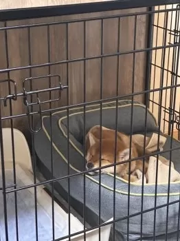 mm 様のお迎えした子犬