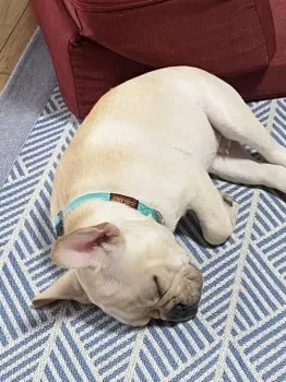Y.O 様のお迎えした子犬