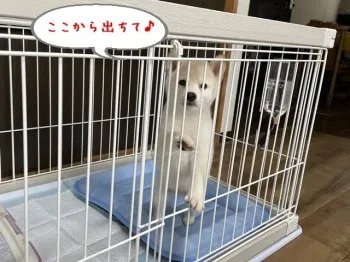 H.K 様のお迎えした子犬