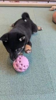 T.M 様のお迎えした子犬