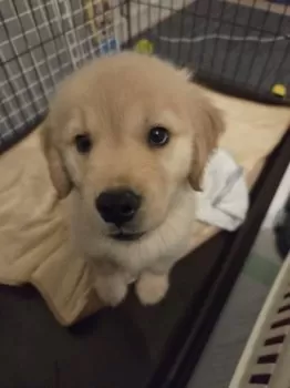 M.T 様のお迎えした子犬