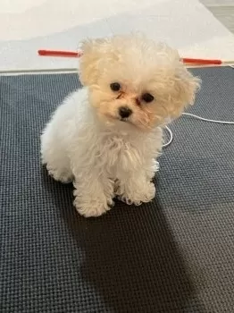 K.N 様のお迎えした子犬