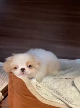 ささまる 様のお迎えした子犬