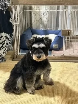 ゆかぷー 様のお迎えした子犬