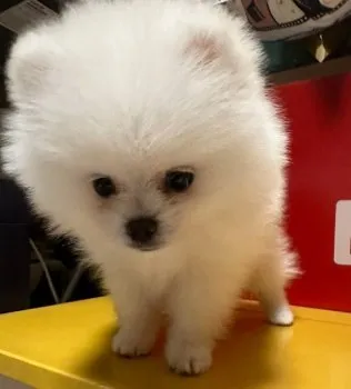 K.H 様のお迎えした子犬