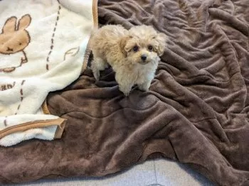 pink 様のお迎えした子犬