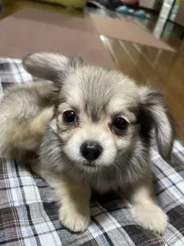 M.A 様のお迎えした子犬