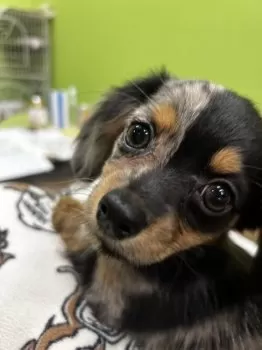 はるか 様のお迎えした子犬