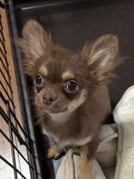 S.K 様のお迎えした子犬