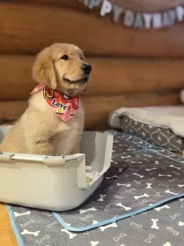Maobigi 様のお迎えした子犬