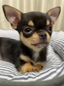 マロン 様のお迎えした子犬