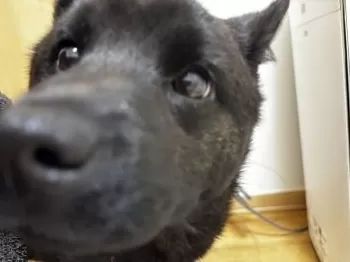 C.O 様のお迎えした子犬