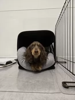 H.C 様のお迎えした子犬