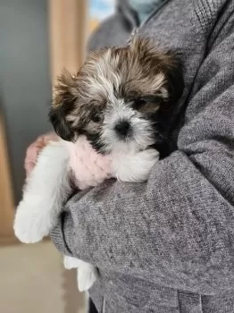 きみこ 様のお迎えした子犬