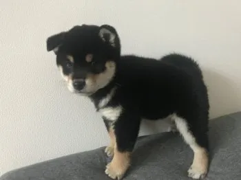 エスタク 様のお迎えした子犬