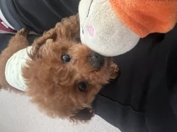 M.H 様のお迎えした子犬