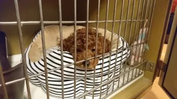 モモ 様のお迎えした子犬