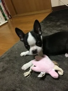 ベルママ 様のお迎えした子犬