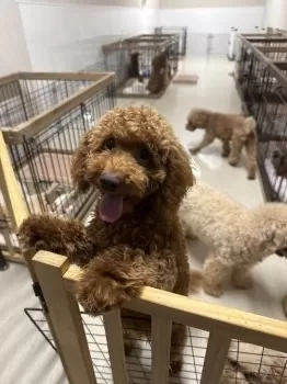 Y.K 様のお迎えした子犬