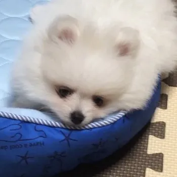 豆大福 様のお迎えした子犬