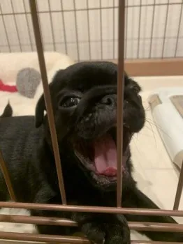 SOHEI 様のお迎えした子犬