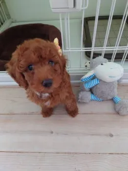 S.T 様のお迎えした子犬