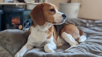 まいか 様のお迎えした子犬