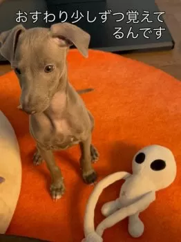 S.T 様のお迎えした子犬