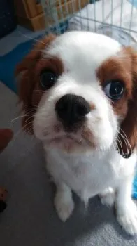 つかちゃん 様のお迎えした子犬