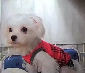 Y.A 様のお迎えした子犬