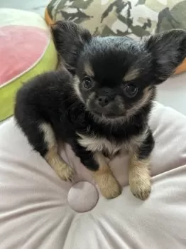みき 様のお迎えした子犬