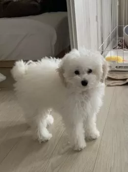 T.K 様のお迎えした子犬