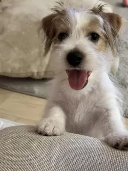 E.H 様のお迎えした子犬