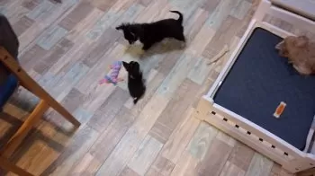 キラ 様のお迎えした子犬