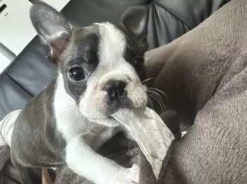 倉敷オヤジ 様のお迎えした子犬