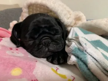 M.S 様のお迎えした子犬