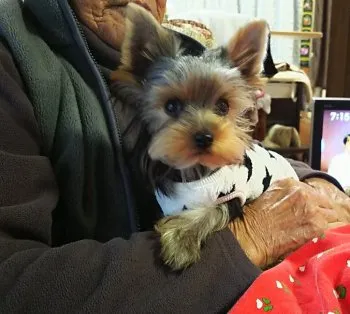 ハチ 様のお迎えした子犬