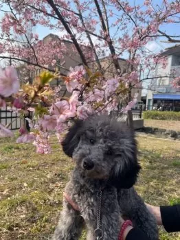 みかん 様のお迎えした子犬