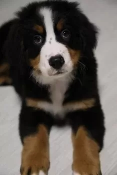 Ｉ.Ｉ 様のお迎えした子犬