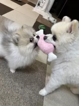 A.K 様のお迎えした子犬