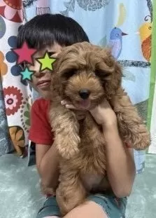 R.H 様のお迎えした子犬