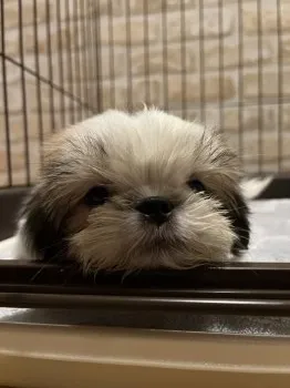 くれ 様のお迎えした子犬